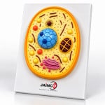 Animal Cell Model